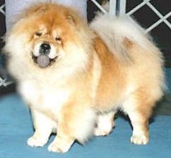 Our personal picture of:'The Ideal Chow Chow'