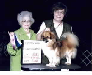 Click HERE for Spot's wins and show records of his sons, daughters, and grandkids at Infodog.Com!