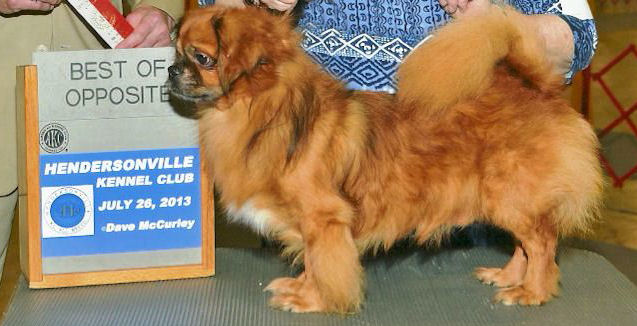 Akc tibetan hot sale spaniel